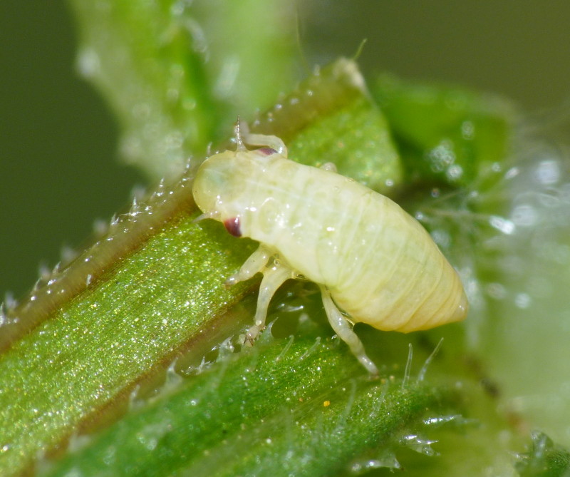 Da identificare - Aphrophoridae